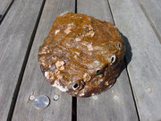 The outside of an abalone shell