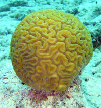 Brain Coral, Diploria labyrinthiformis