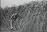 Thick stands of fibre hemp compete well with weeds.