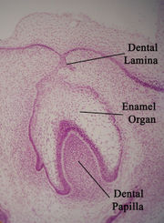 Histologic slide showing a developing tooth. The mouth would be in the area of space at the top of the picture.