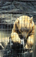 A captive bear tests a canister