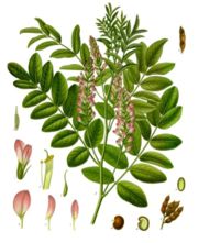 Glycyrrhiza glabra from Koehler's Medicinal-Plants
