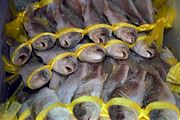 Fish at an Asian supermarket.