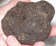 Truffle